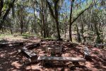 Foresta (8)