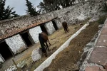 Mazahua (7)